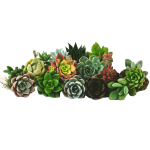 suculenta